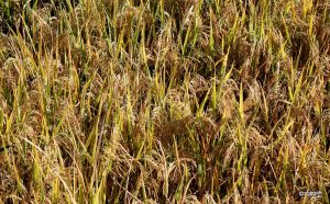 लगातारको वर्षाले धानबालीमा समस्या आउने जोखिम ;प्राविधिक