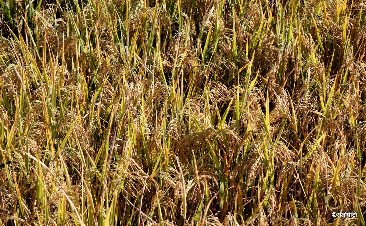 लगातारको वर्षाले धानबालीमा समस्या आउने जोखिम ;प्राविधिक